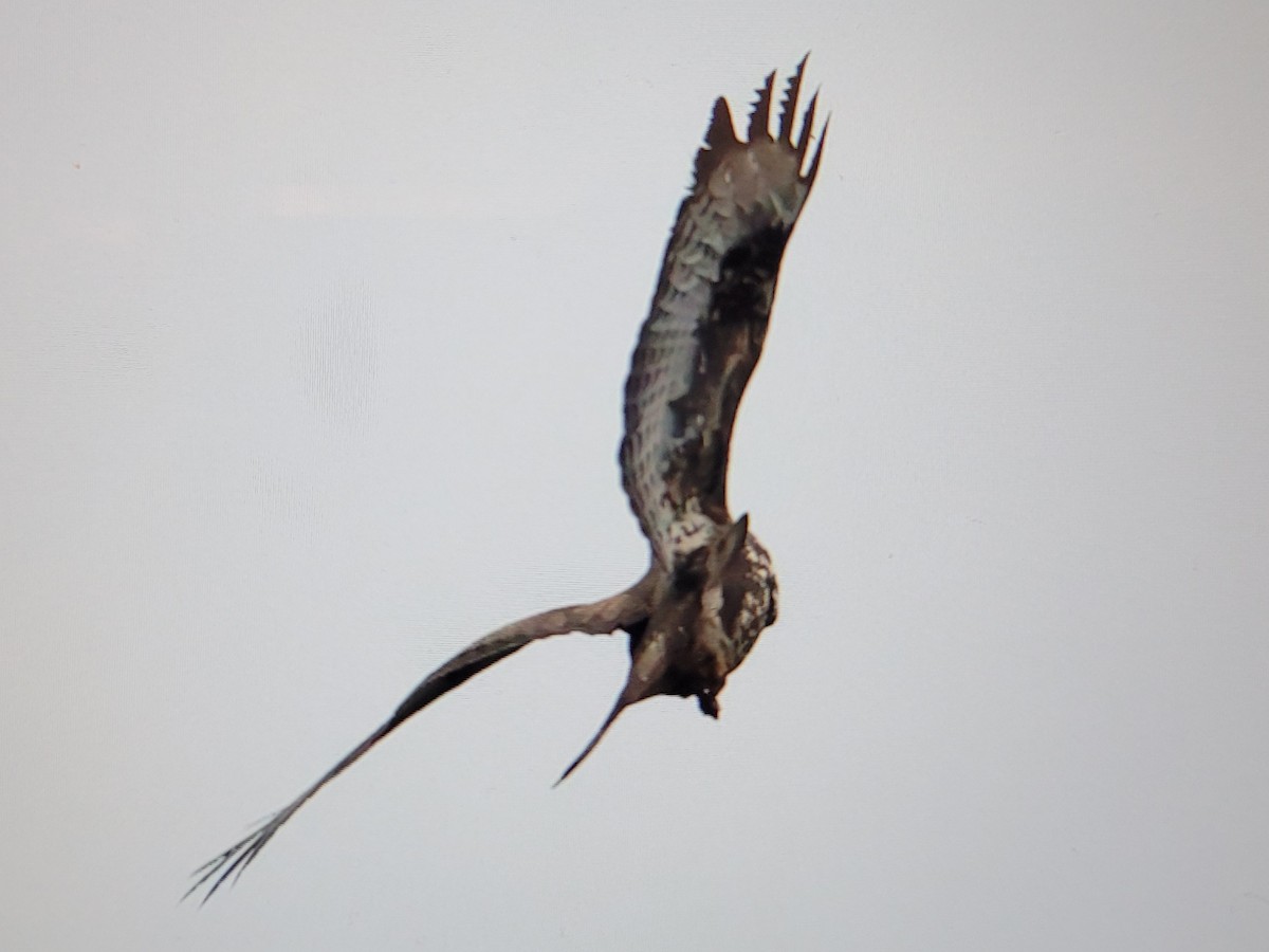 Common Buzzard - ML390171611