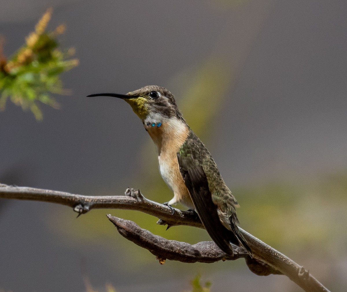 Colibrí de Myrtis - ML390172411