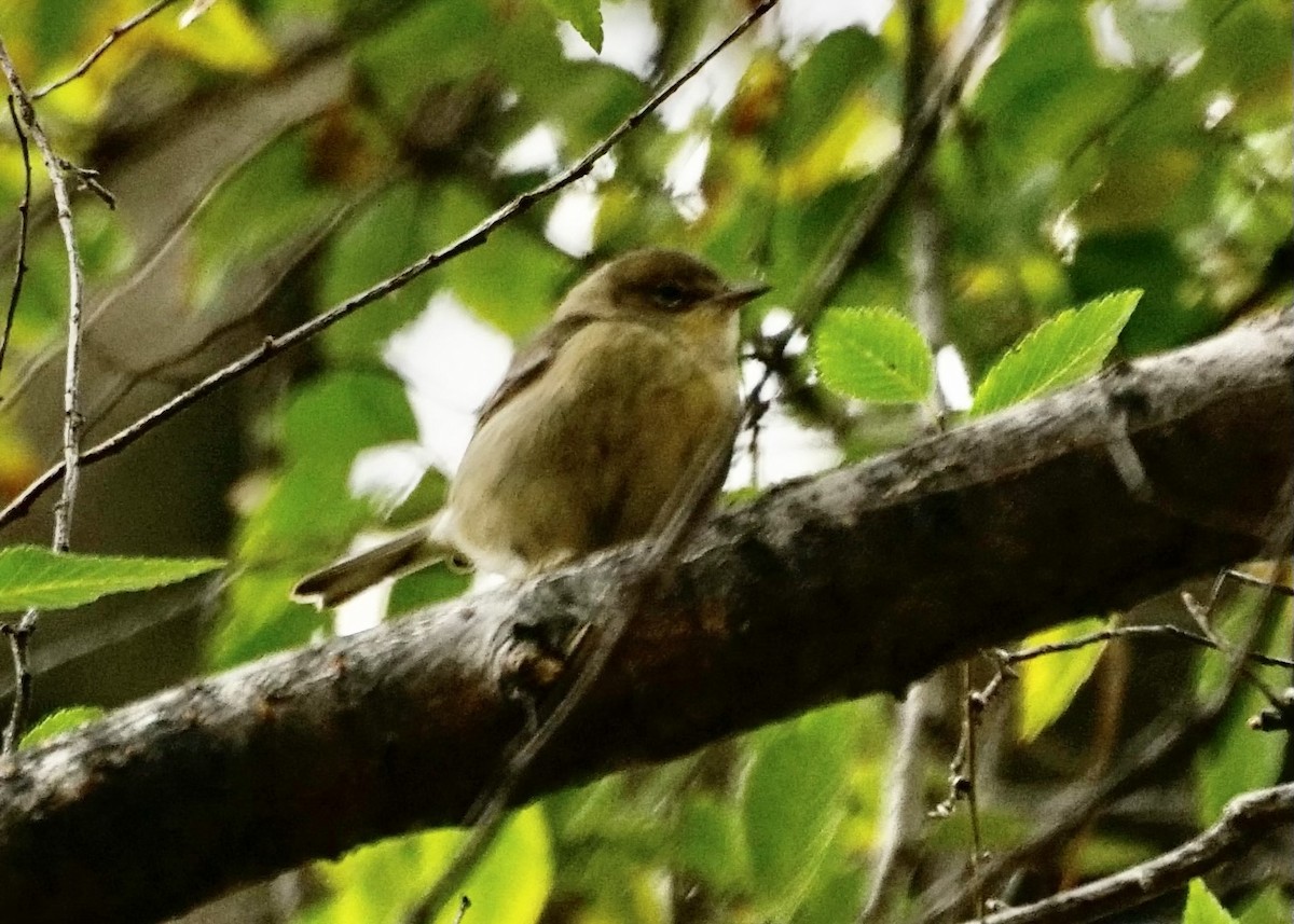 Pine Warbler - Karen Carpenter