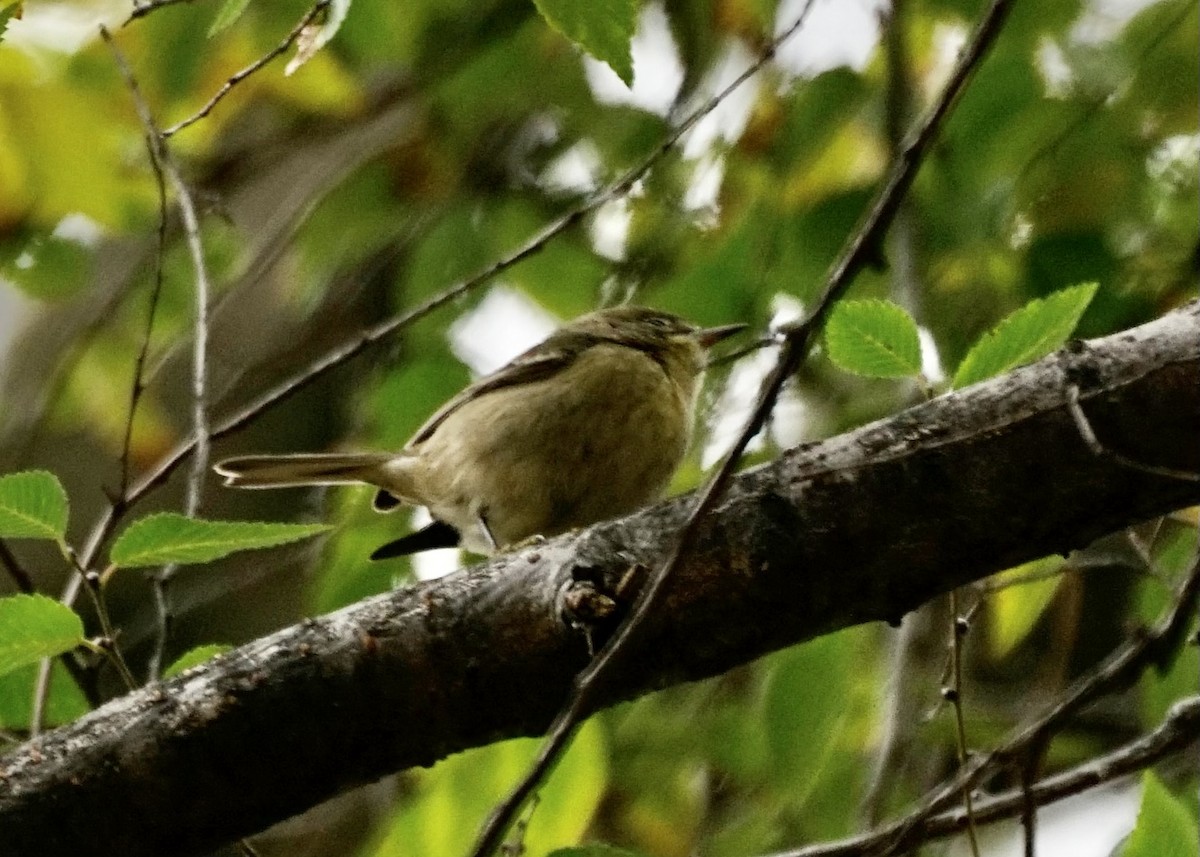 Pine Warbler - Karen Carpenter