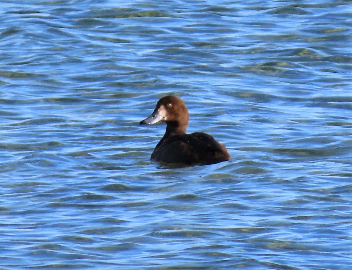 Greater Scaup - ML390174011