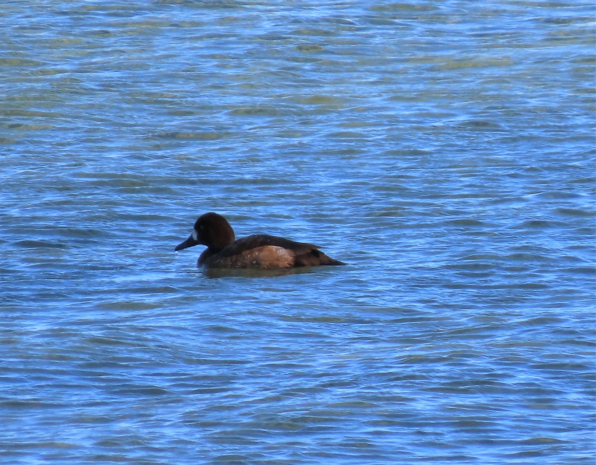 Greater Scaup - ML390174111