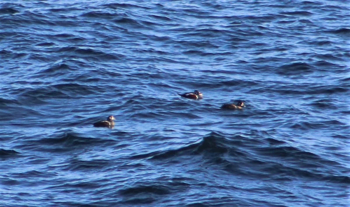 Harlequin Duck - ML390174131