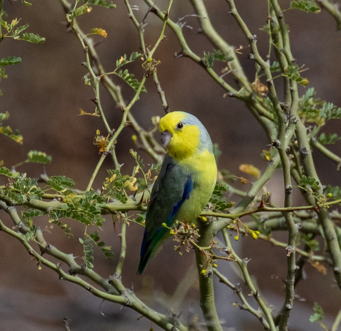 Yellow-faced Parrotlet - ML390174331
