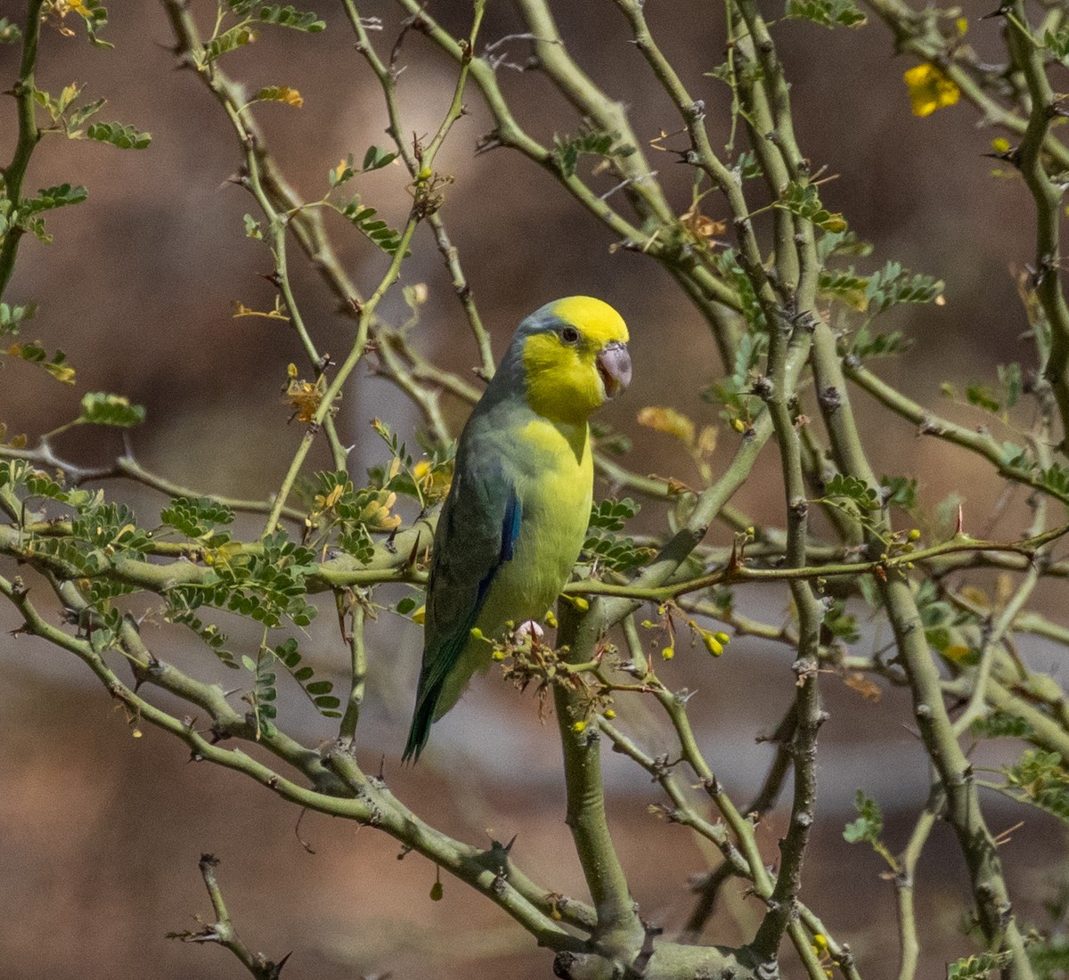 Yellow-faced Parrotlet - ML390174361
