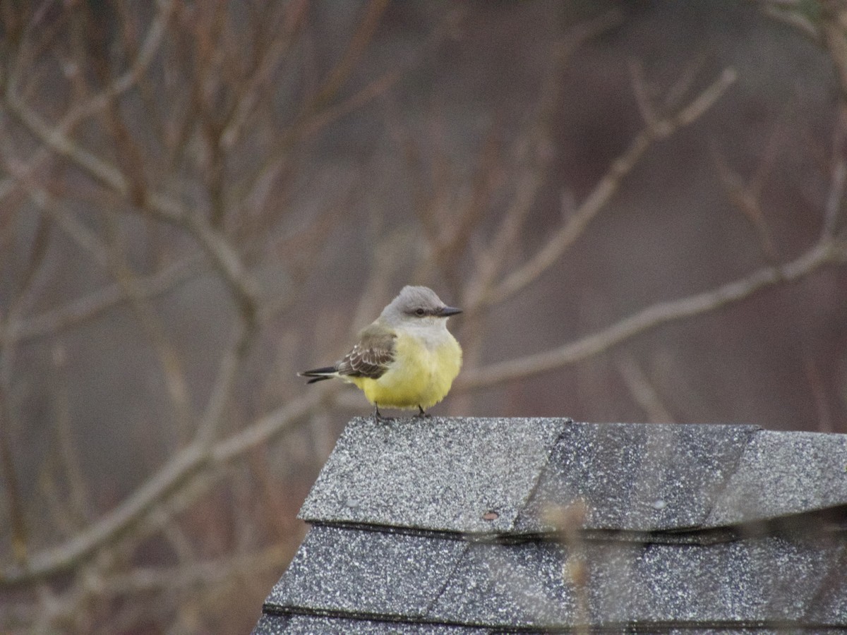 Western Kingbird - ML390174591