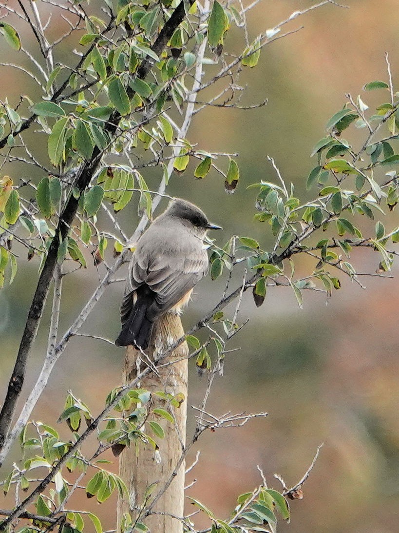 Mosquero Llanero - ML390177131