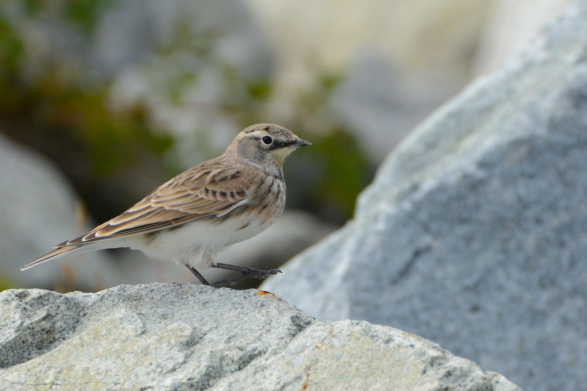 Horned Lark - Bridget Spencer
