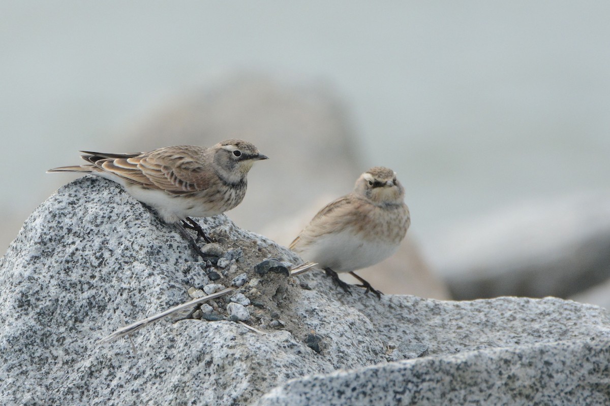 Horned Lark - Bridget Spencer