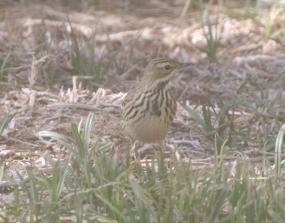 Red-throated Pipit - logan kahle