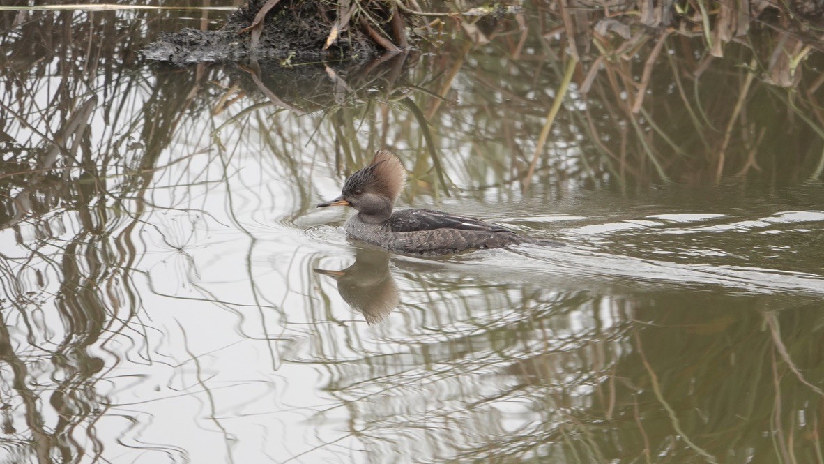 Hooded Merganser - Wink Gross