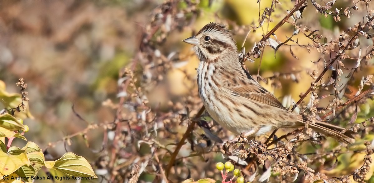 Song Sparrow - Andrew Baksh