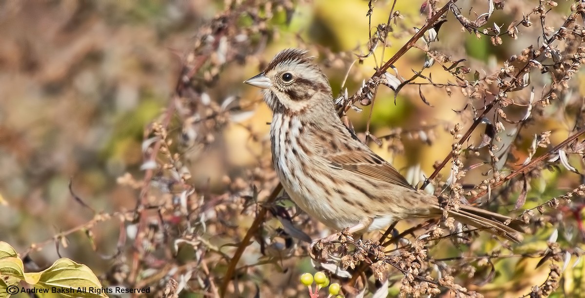 Song Sparrow - Andrew Baksh
