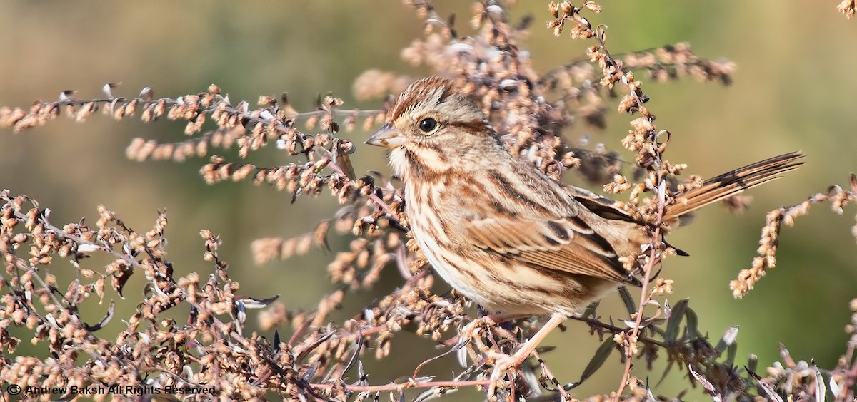 Song Sparrow - ML390179941