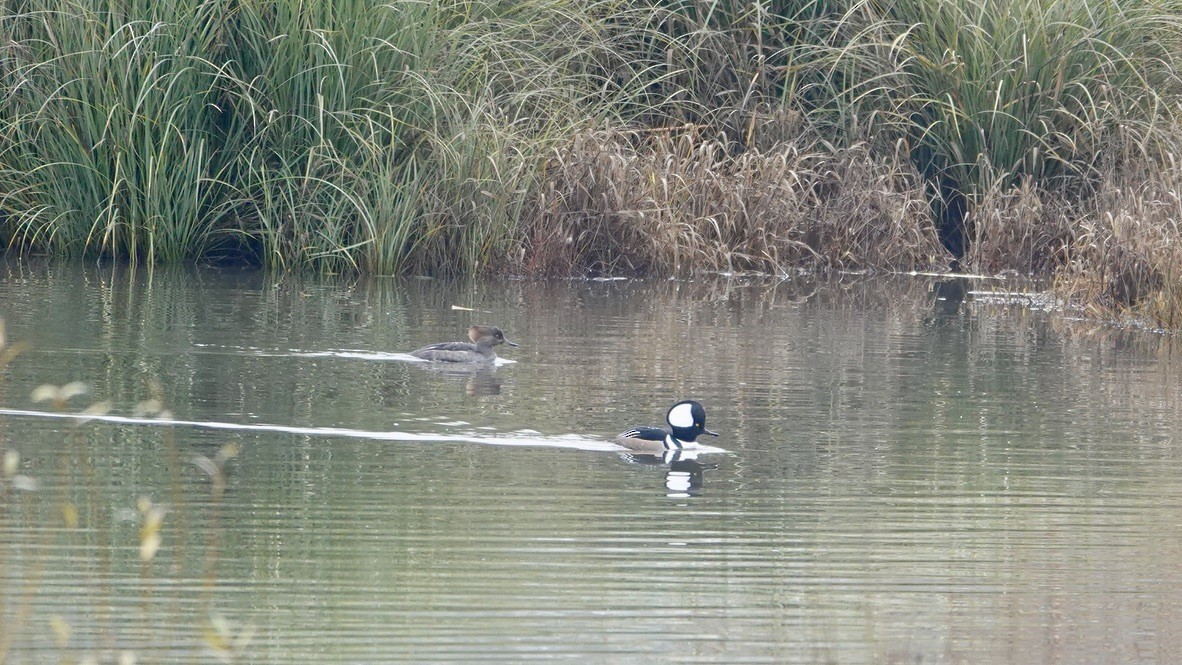 Hooded Merganser - Wink Gross