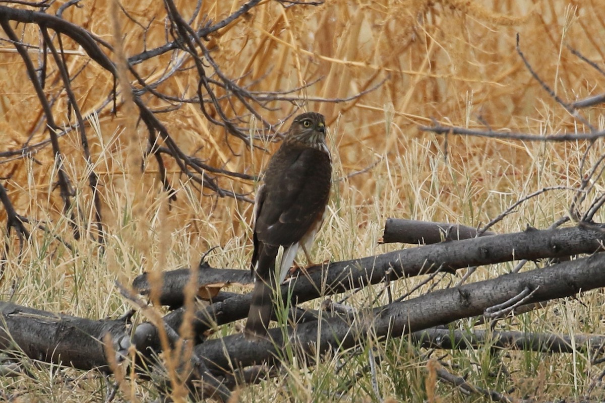Sharp-shinned Hawk - Laurens Halsey