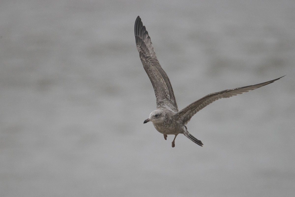 Herring Gull (American) - ML390182891