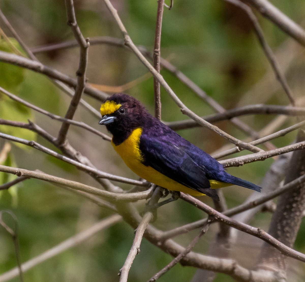 Purple-throated Euphonia - Ron Hoff Dollyann Myers