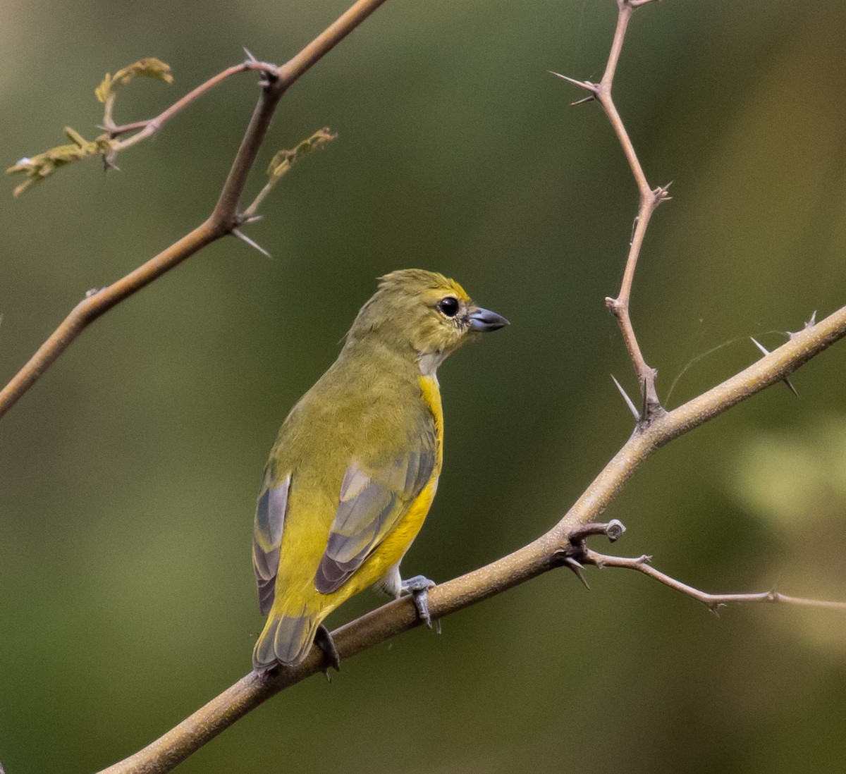 Purple-throated Euphonia - ML390184521