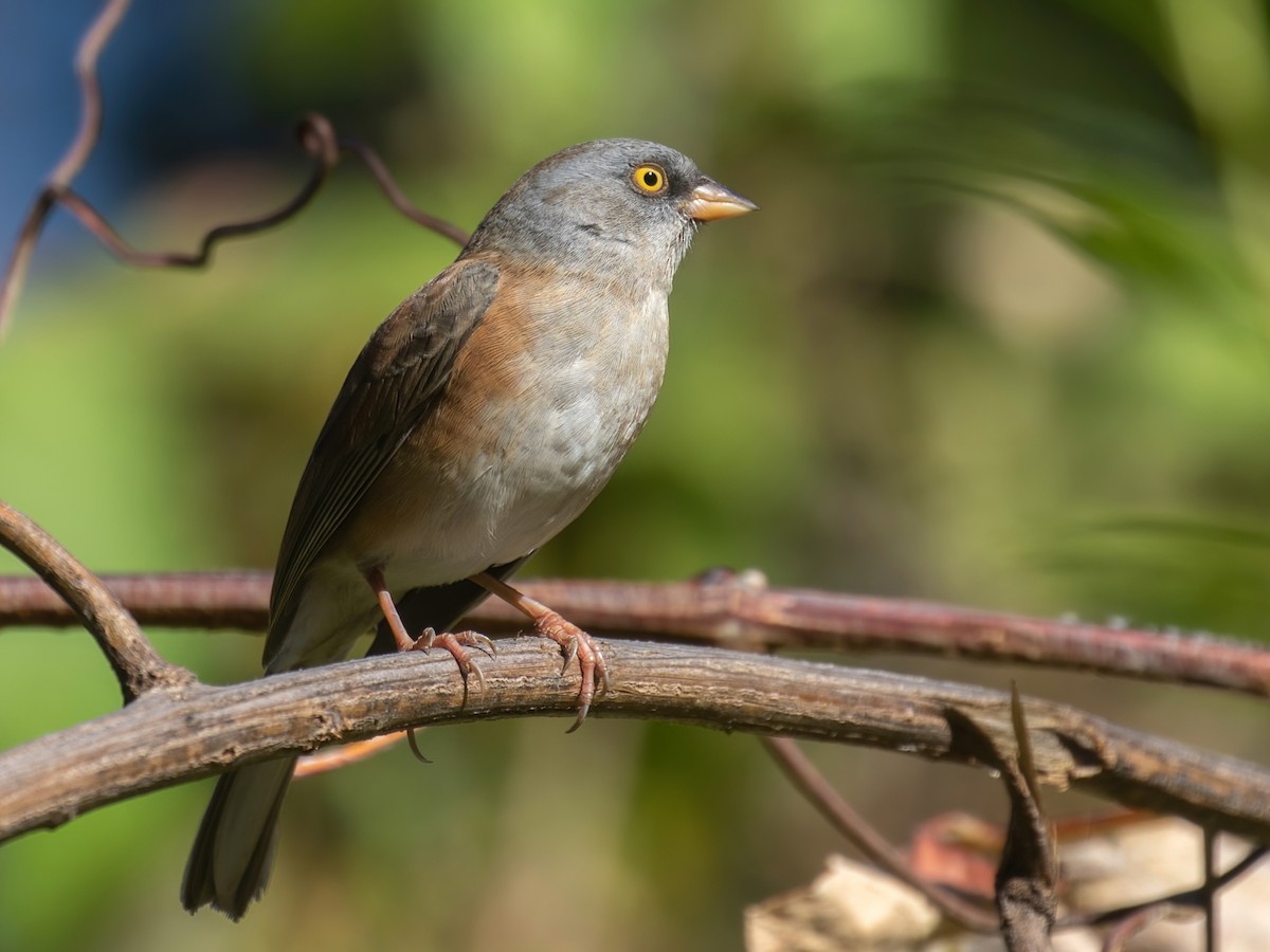 Baird's Junco - ML390184971