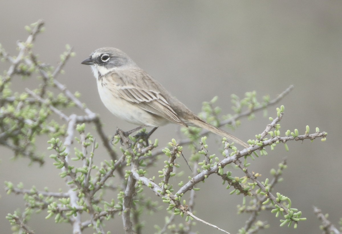 Bell's Sparrow (cinerea) - ML390186531