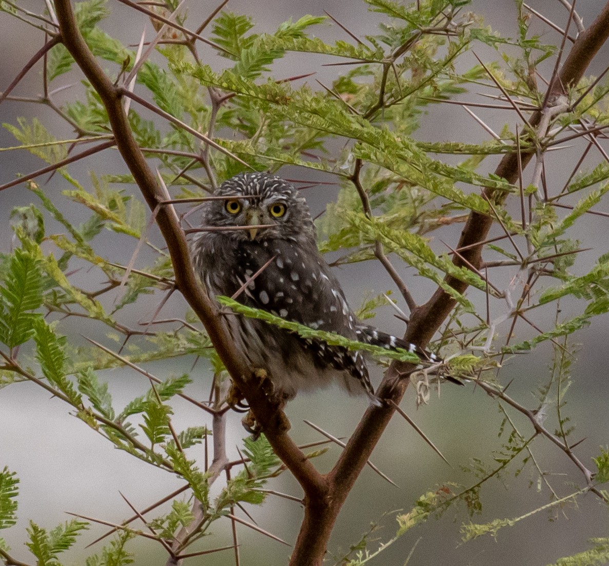 Peruvian Pygmy-Owl - ML390186551