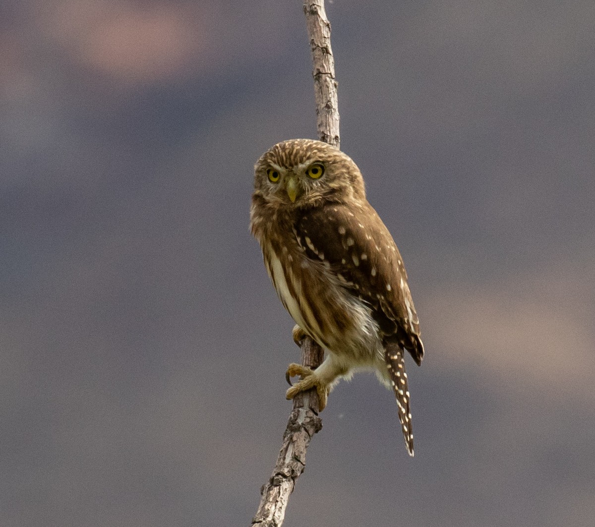 Peruvian Pygmy-Owl - ML390186581