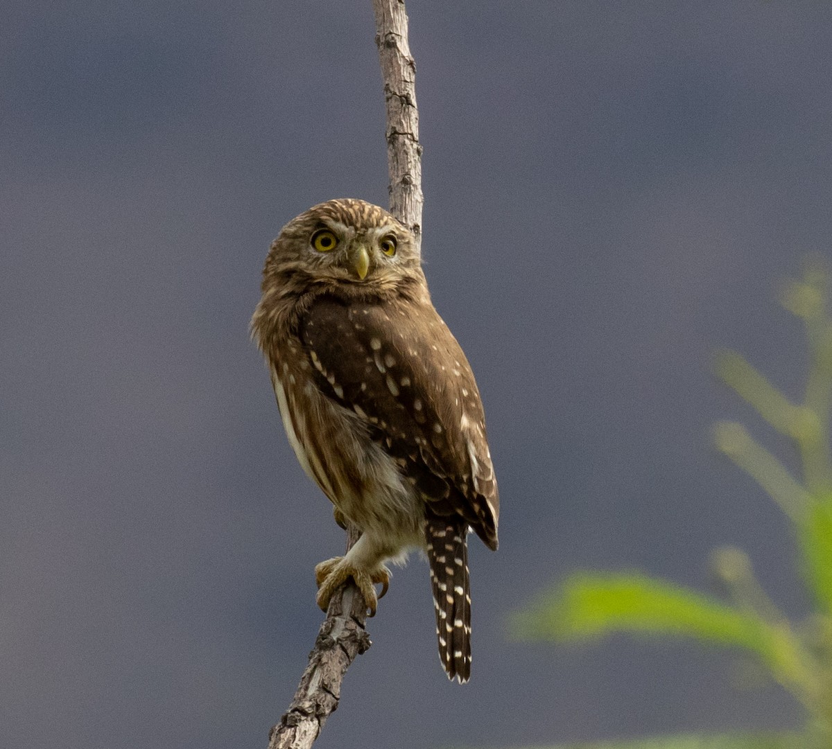 Peruvian Pygmy-Owl - ML390186591