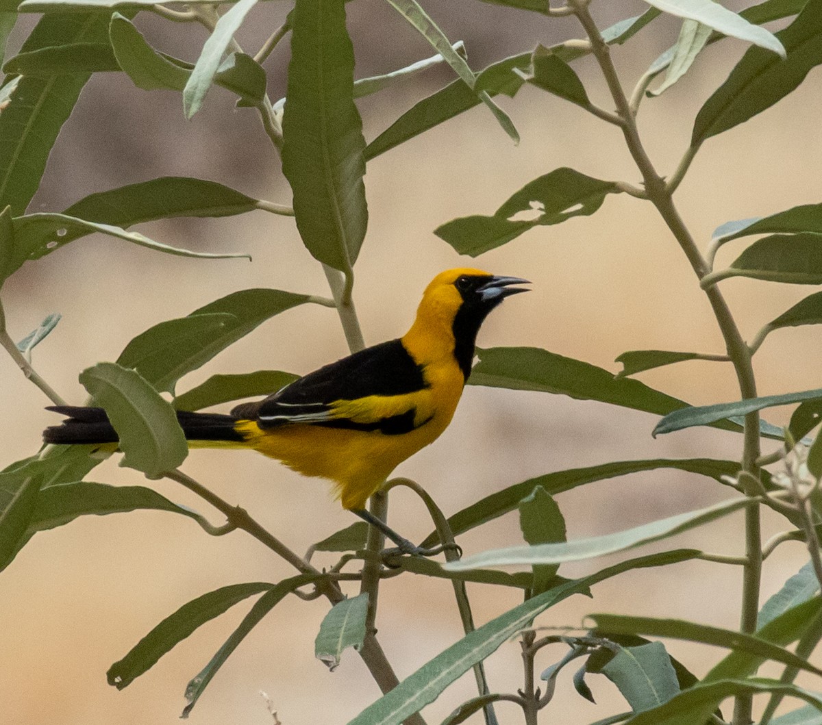 Yellow-tailed Oriole - ML390187961