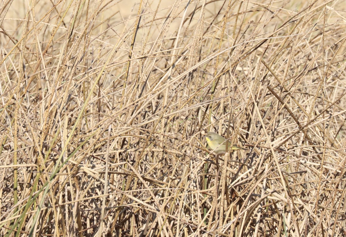 Common Yellowthroat - ML390188351