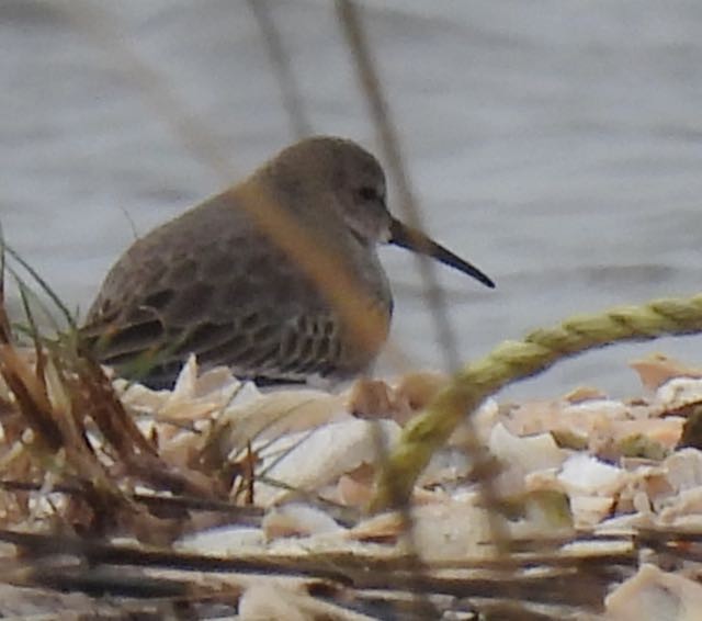 Dunlin - ML390188461