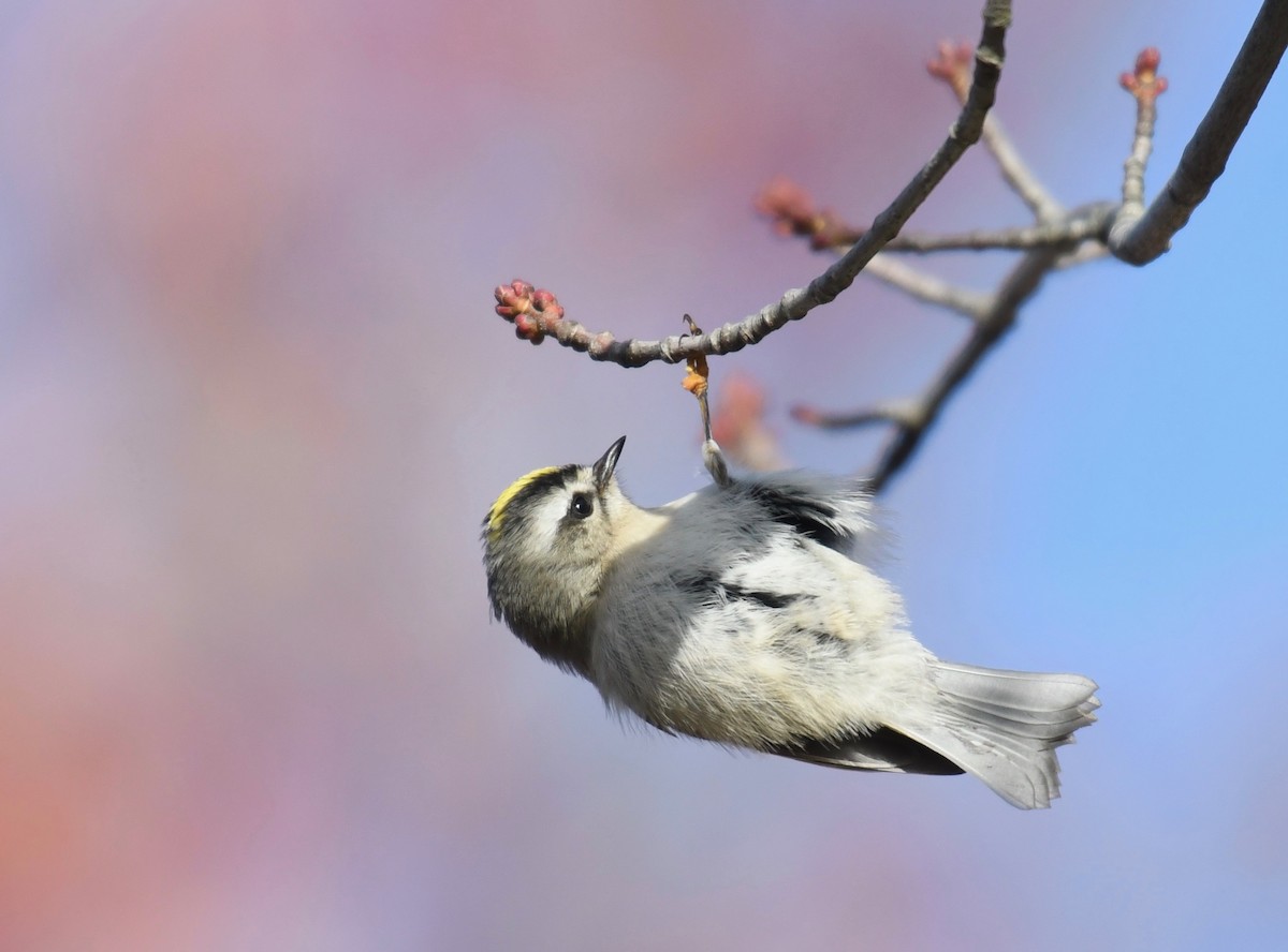 Golden-crowned Kinglet - ML390190471