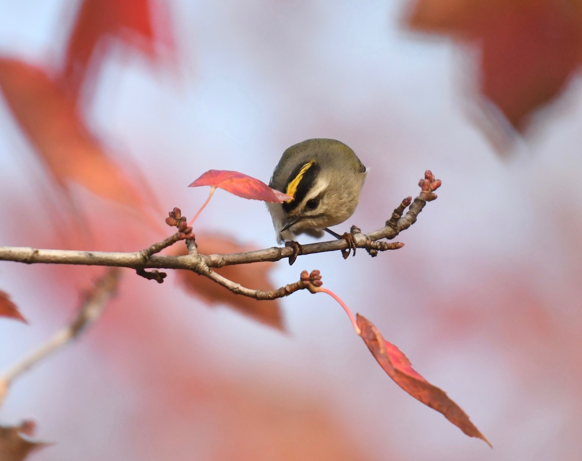 Golden-crowned Kinglet - ML390190491