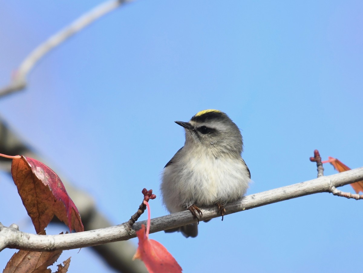 Golden-crowned Kinglet - Peter Paul