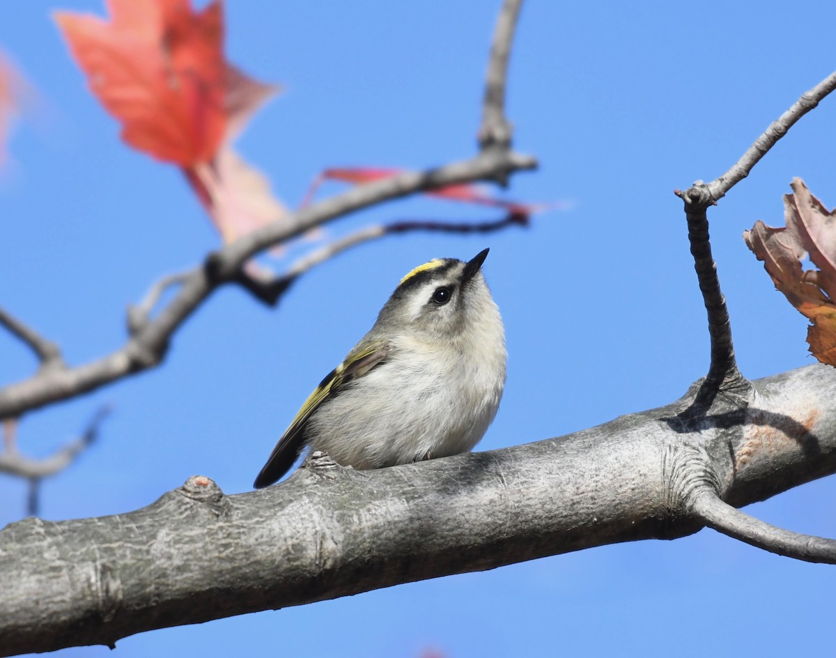 Golden-crowned Kinglet - ML390190521