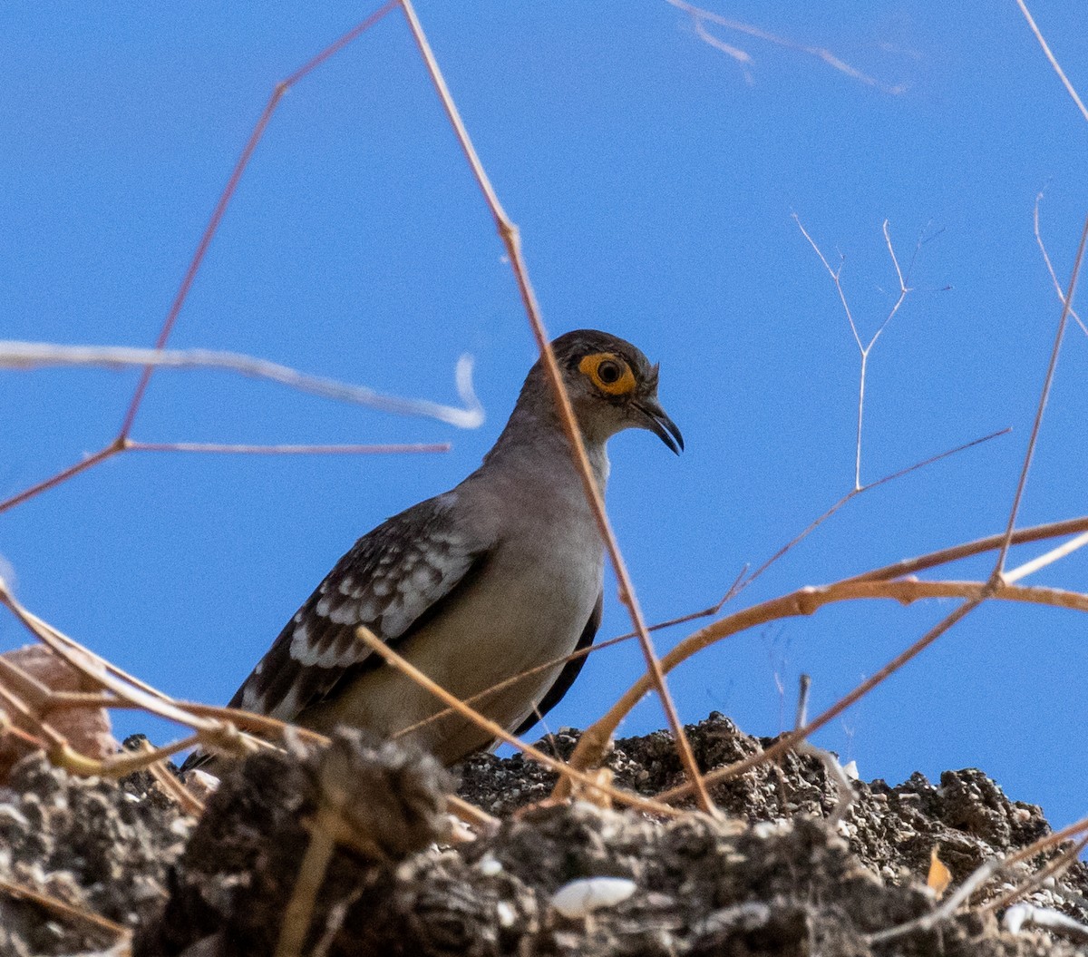 Bare-faced Ground Dove - ML390191101