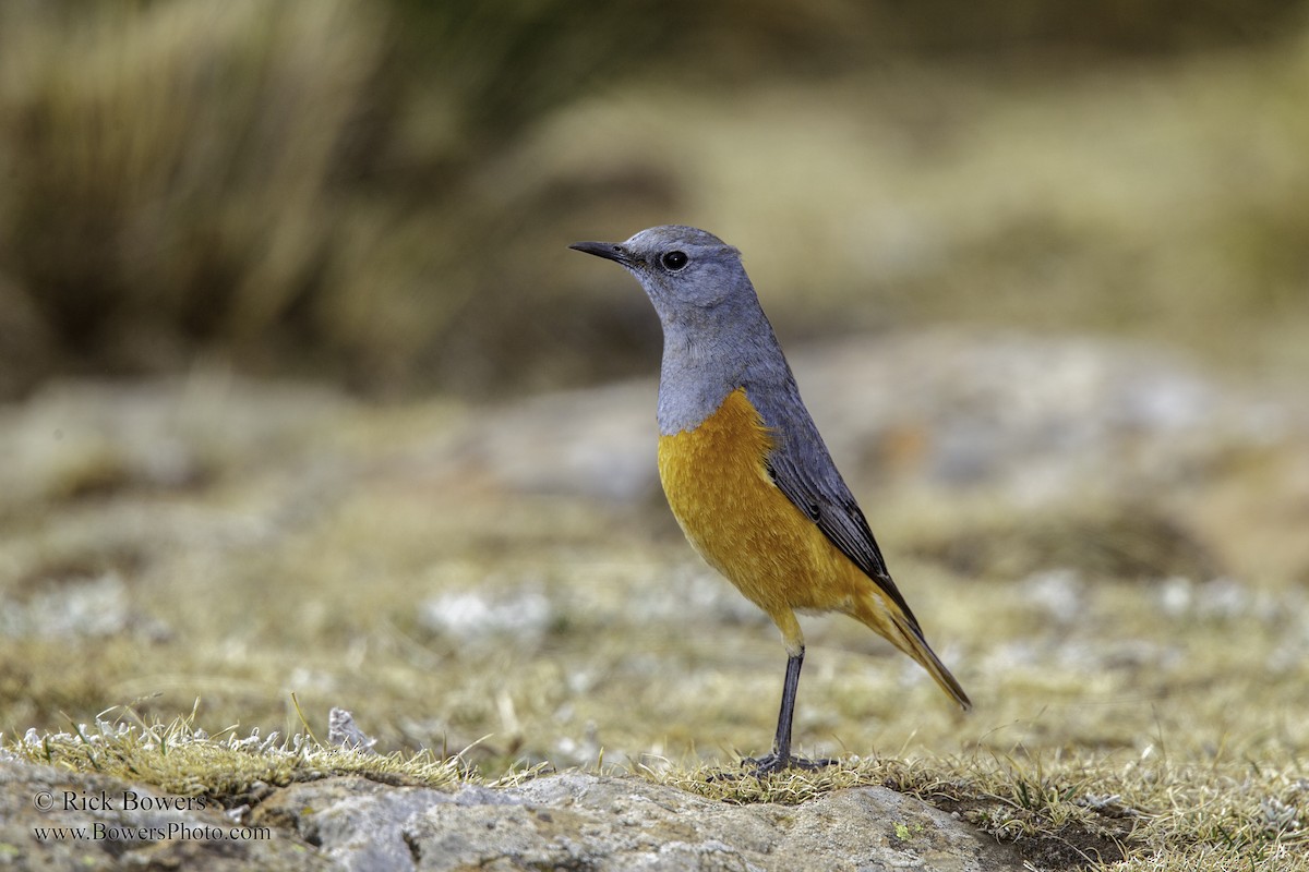 Sentinel Rock-Thrush - Rick Bowers