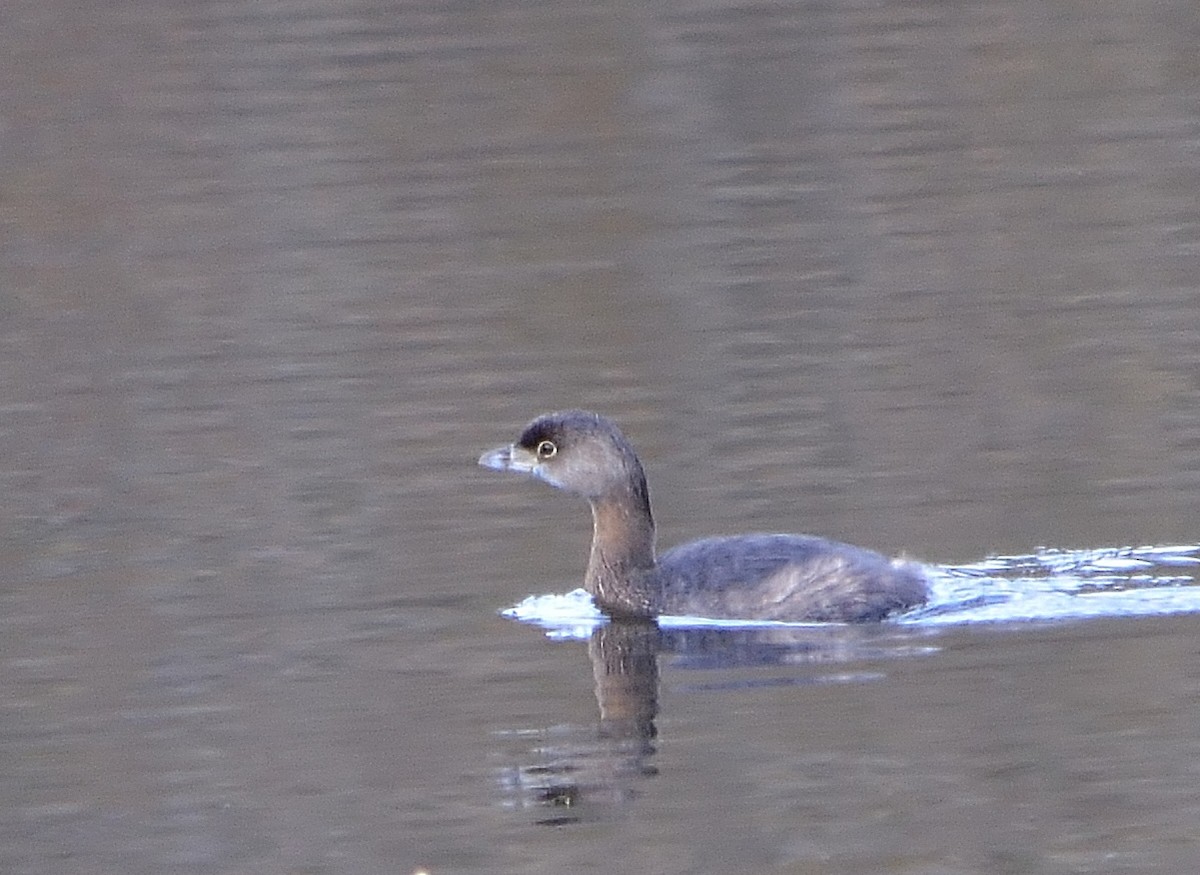 Pied-billed Grebe - ML39019151