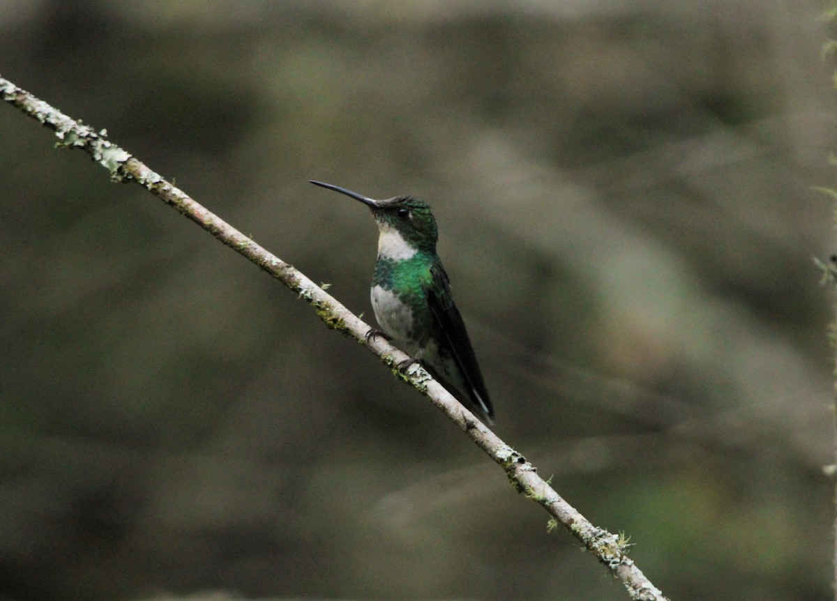 White-throated Hummingbird - ML390193601