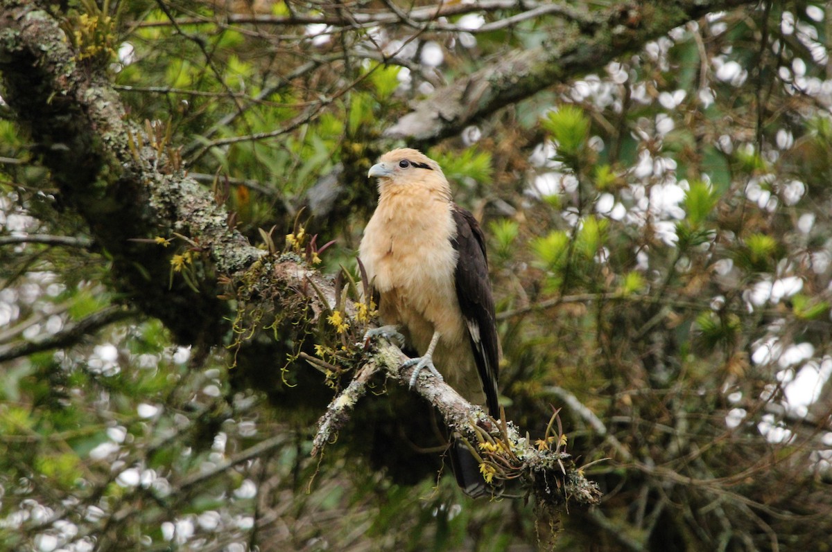 Yellow-headed Caracara - ML390193641