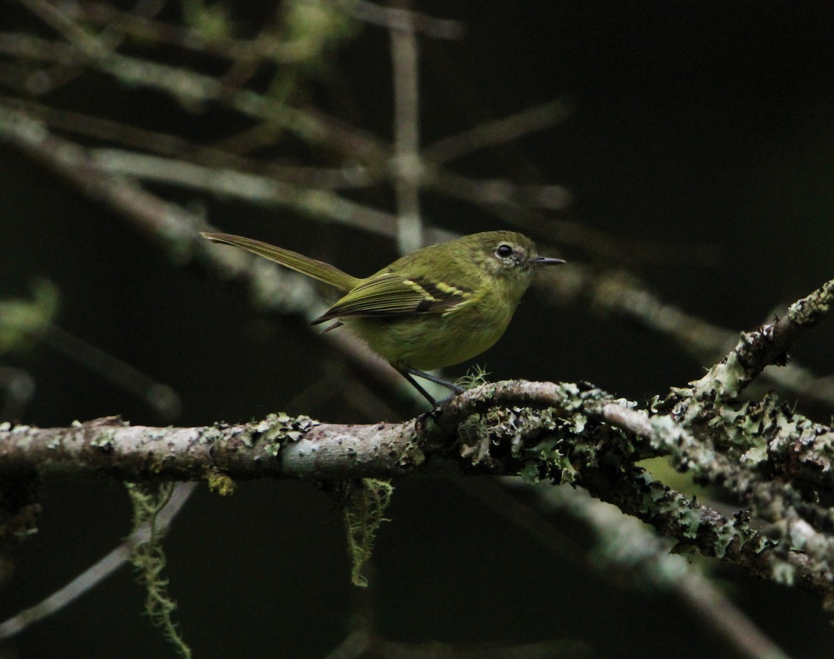 Mottle-cheeked Tyrannulet - ML390193681