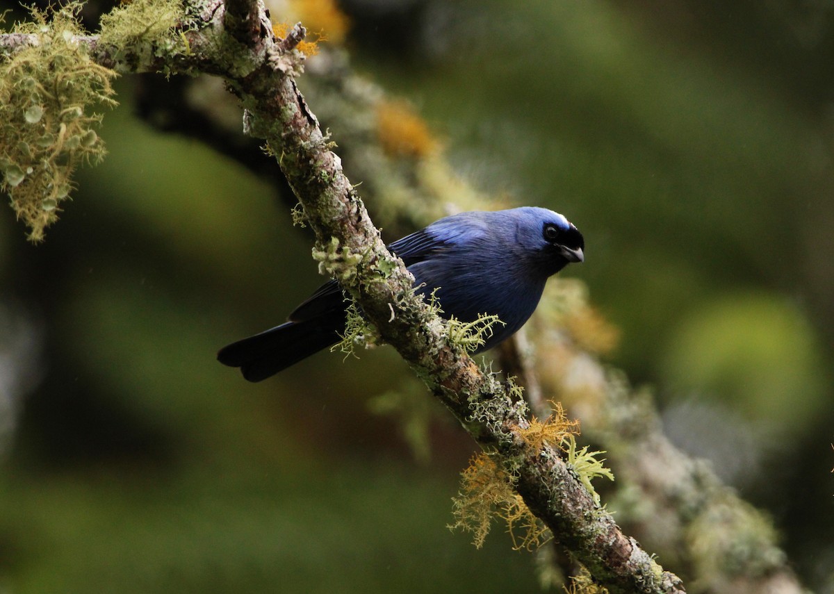 Diademed Tanager - ML390193791