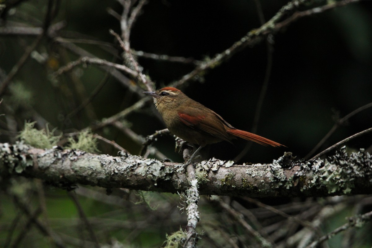 Pallid Spinetail - ML390194151