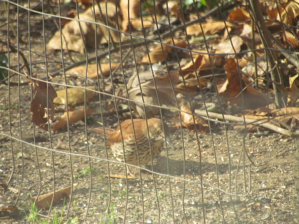 Brown Thrasher - ML390194191