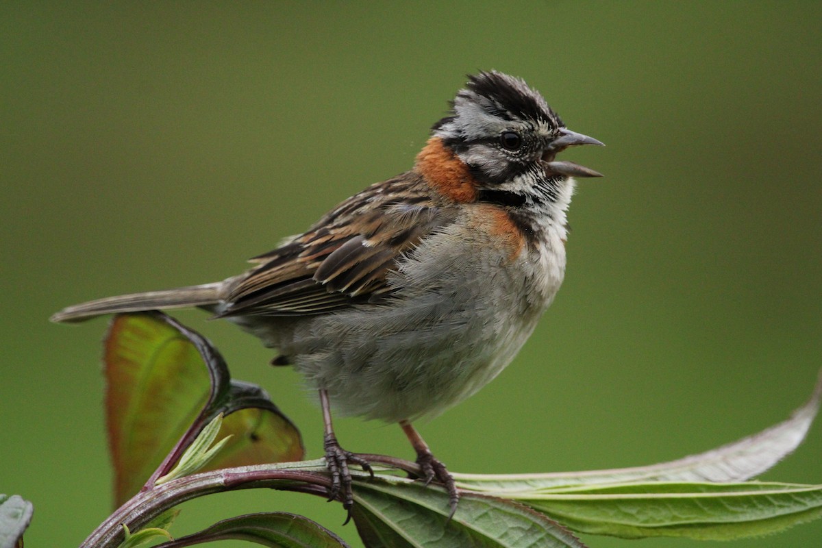 Rufous-collared Sparrow - ML390194261