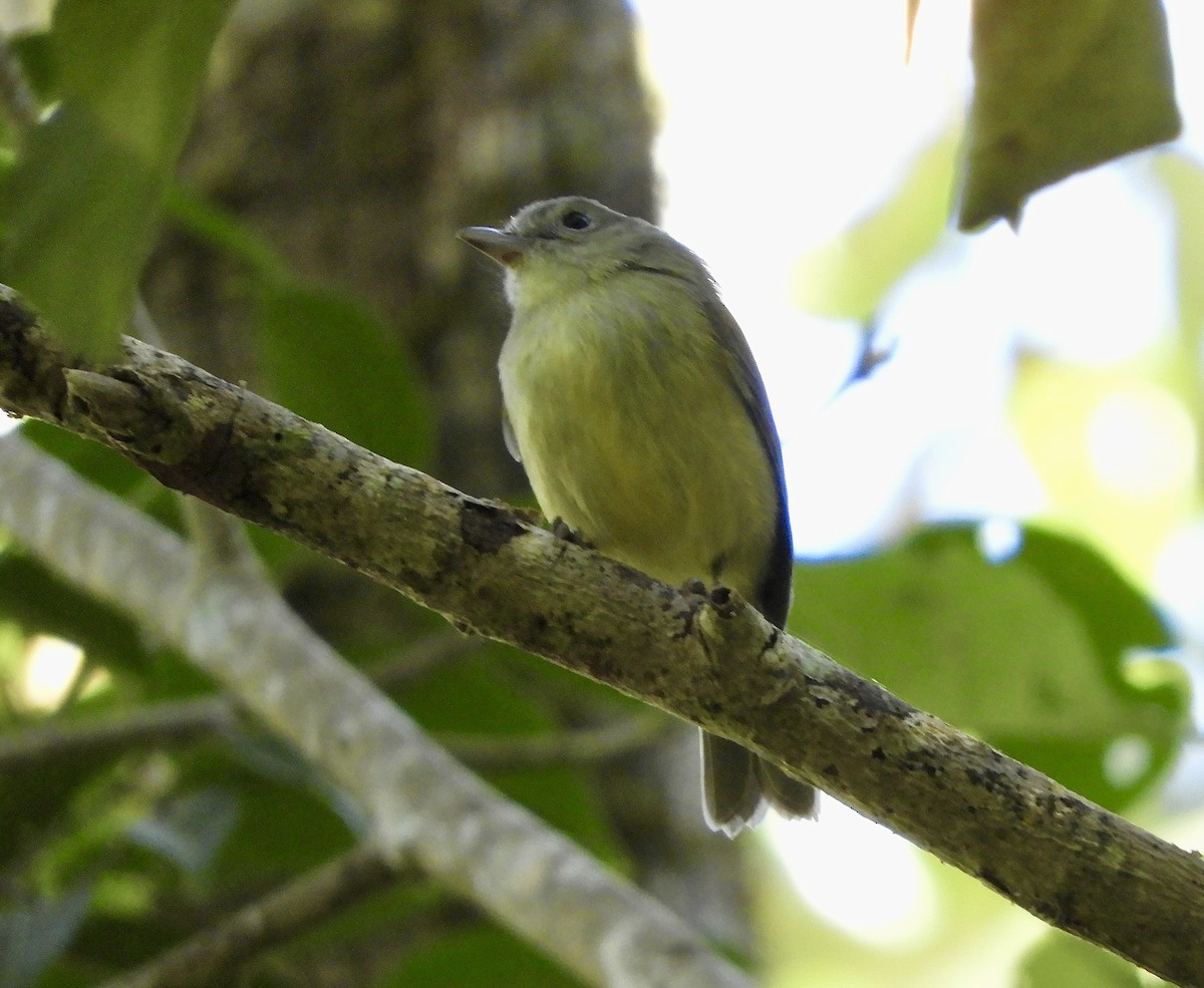 Blue Mountain Vireo - ML390196531