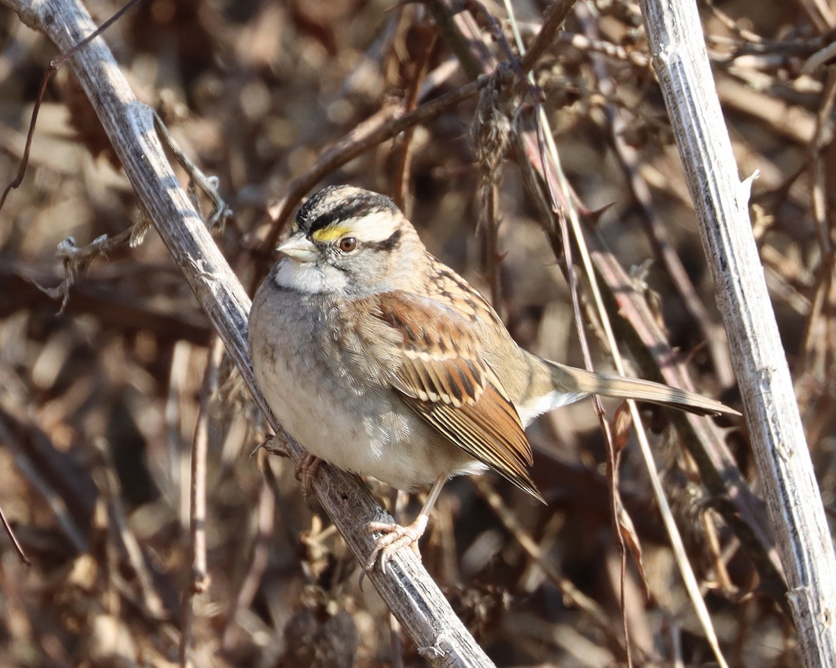 White-throated Sparrow - Mark Ross