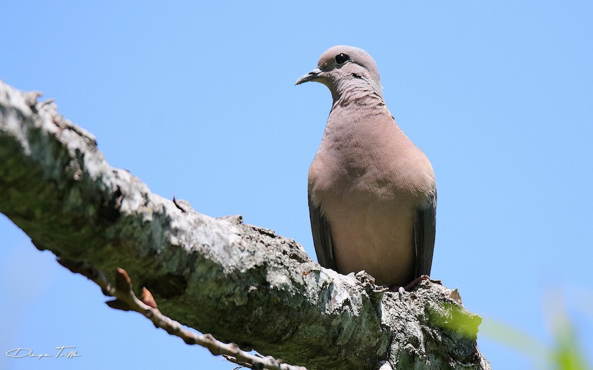 Eared Dove - ML390198451