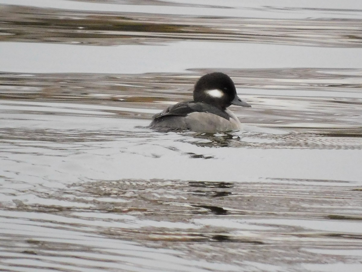 Bufflehead - Pete Huffer