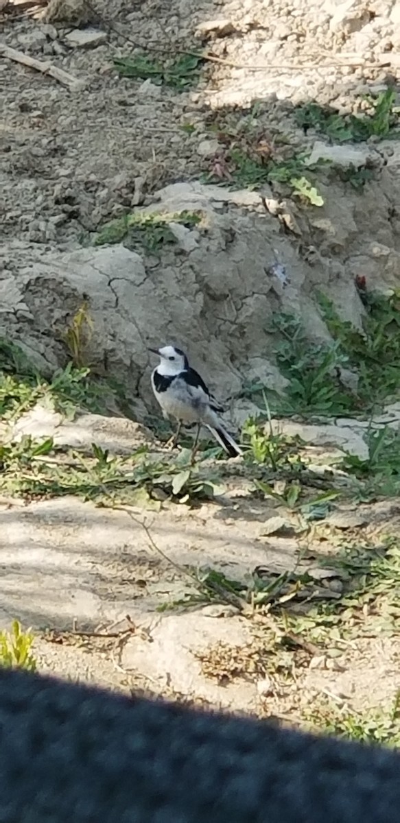 White Wagtail (Chinese) - ML390199091